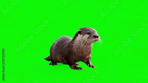 Realistic Beaver Natural Movement on Green Screen Background – Wildlife Animal Video Footage