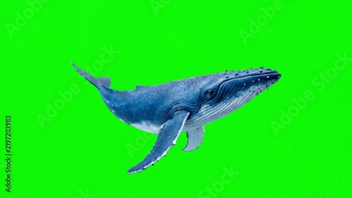 Realistic Whale Natural Movement on Green Screen Background – Marine Wildlife Animal Video Footage
