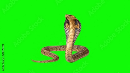 Realistic Snake Natural Movement on Green Screen Background – Reptile Wildlife Video Footage
