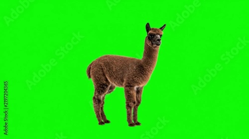Realistic Alpaca Natural Movement on Green Screen Background – Animal Wildlife Video Footage