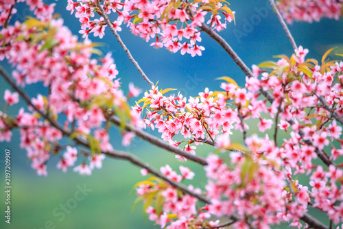 The sweet pink blossoms of the Wild Himalayan Cherry are in beautiful bloom.