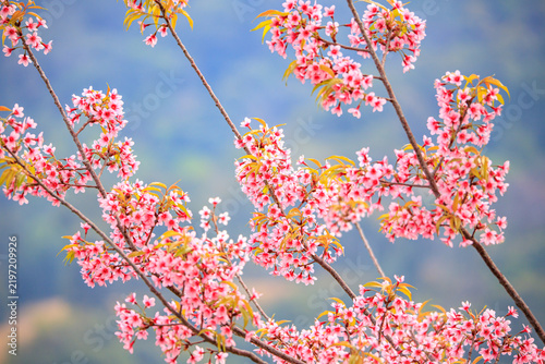 The sweet pink blossoms of the Wild Himalayan Cherry are in beautiful bloom.