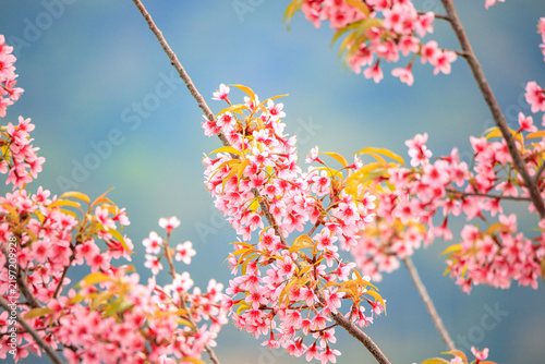 The sweet pink blossoms of the Wild Himalayan Cherry are in beautiful bloom.
