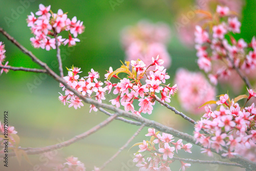 The sweet pink blossoms of the Wild Himalayan Cherry are in beautiful bloom.