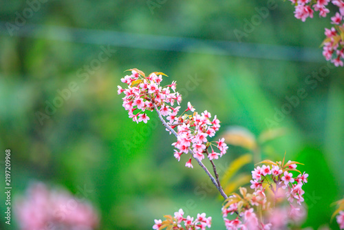 The sweet pink blossoms of the Wild Himalayan Cherry are in beautiful bloom.