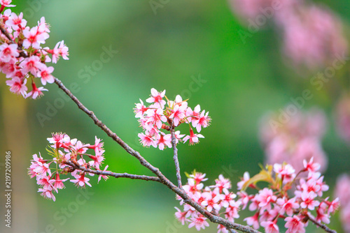 The sweet pink blossoms of the Wild Himalayan Cherry are in beautiful bloom.