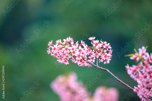 The sweet pink blossoms of the Wild Himalayan Cherry are in beautiful bloom.