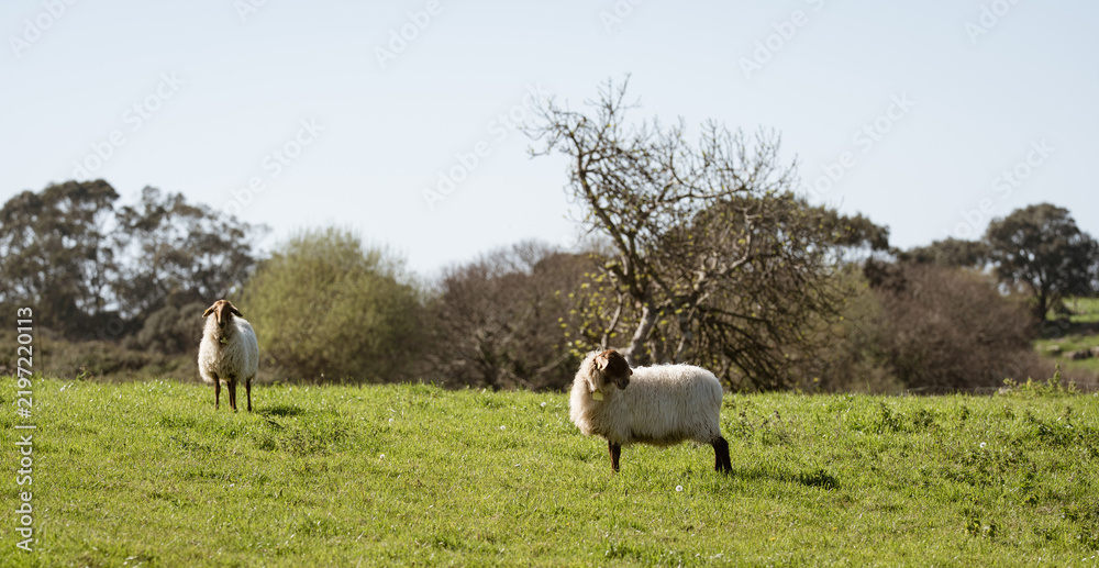 Fototapeta premium Two Sheep in Green Meadow with Trees in Rural Landscape