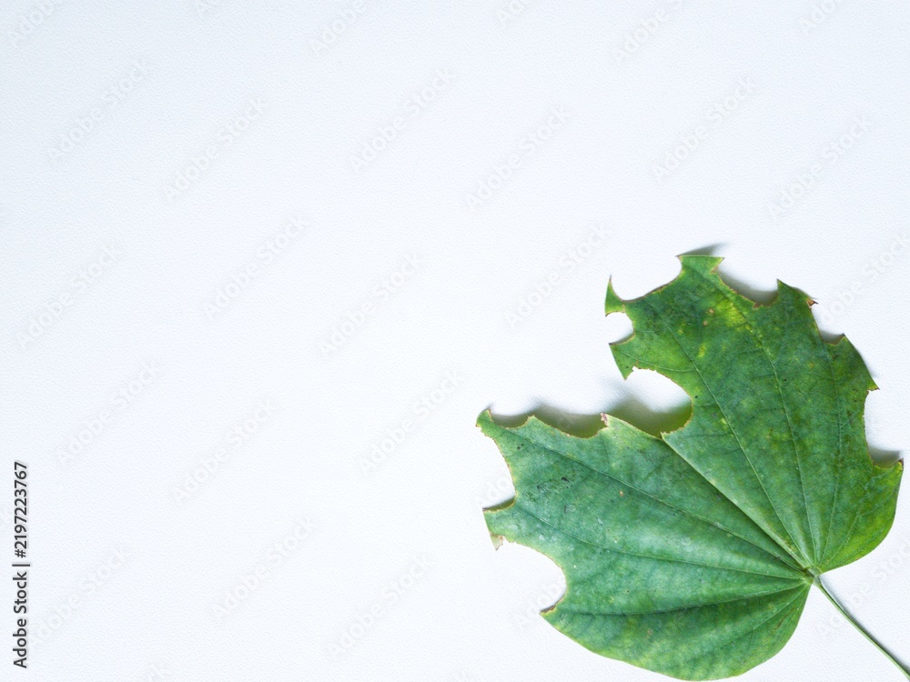Fototapeta premium Single green leaf with edges that show signs of caterpillar bites on white background providing copy space for text.