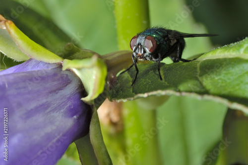 A fly is sitting on a flower. Lucilia blowfly