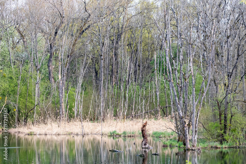 Zone humide en lisière de forêt