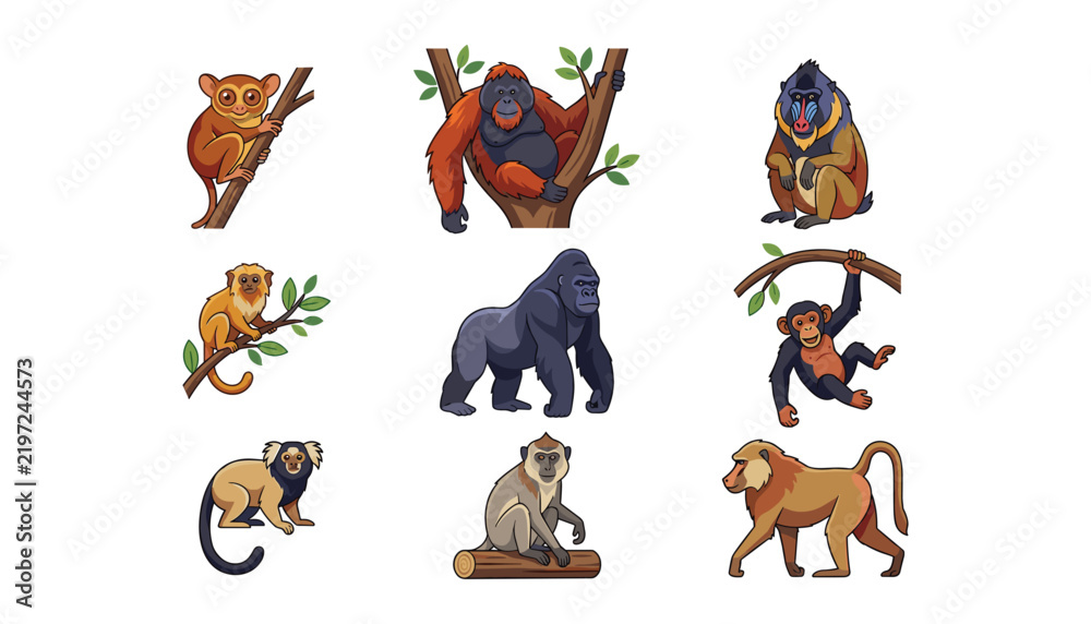 Obraz premium Wild monkey and primate vector set with gorilla chimpanzee orangutan baboon and tamarin on white background