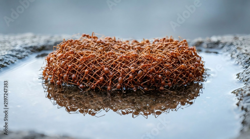 Ants forming living raft