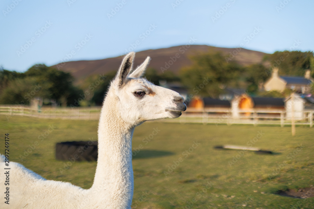 Fototapeta premium White alpaca stands in green pasture