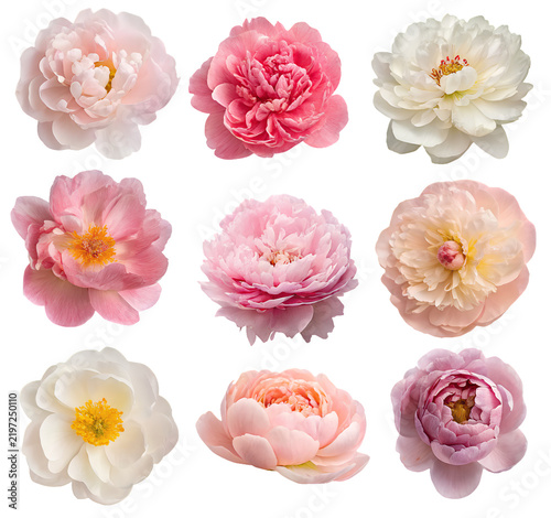 set of flowers