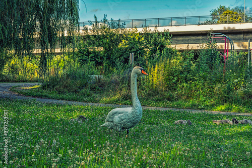 Swan in a flower meadow, near the sports ground.