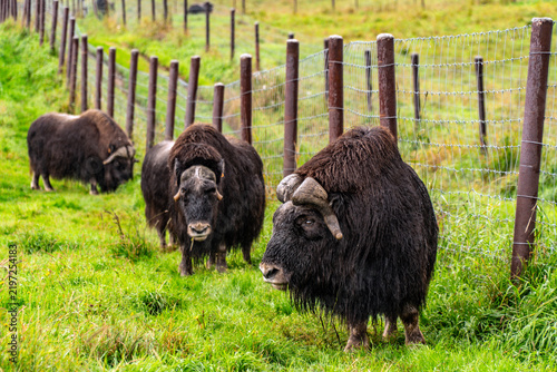 Fotografie Musk oxen grazing on a farm in Palmer, Alaska
