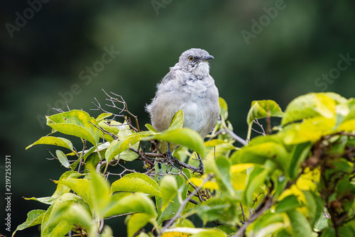 cat-bird fluffed up in bush closeup feather details face eyes beak season