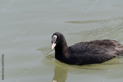 Quadro su tela Close up of a black Eurasian coot swimming peacefully on ripples of water with c