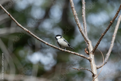 Obraz na plátne Small Japanese tit bird perching on a thin tree branch in soft winter sunlight