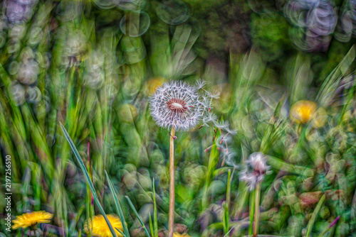 Beautiful fluffy dandelion with parachutes seed