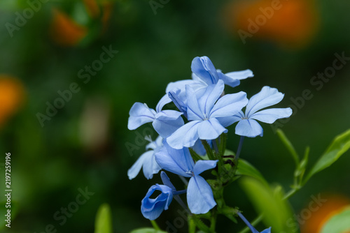 Obraz na plátne Close up of blue plumbago flowers blooming in soft natural autumn light
