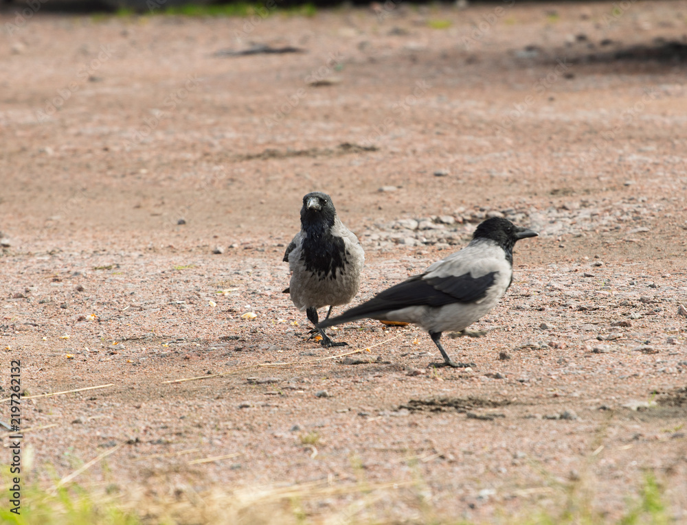 Obraz premium Two hooded crows Corvus cornix share a yellow apple fruit food on a ground dirt road. Wild birds interaction, competition and conflict for food in a city park, urban wildlife behavior, intelligent. 