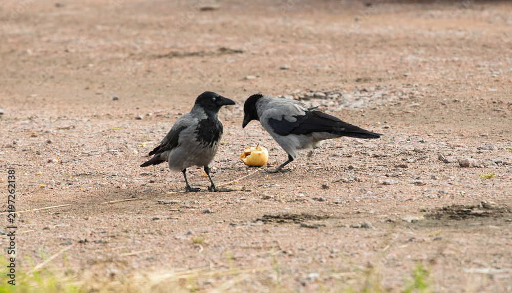Obraz premium Two hooded crows Corvus cornix share a yellow apple fruit food on a ground dirt road. Wild birds interaction, competition and conflict for food in a city park, urban wildlife behavior, intelligent. 