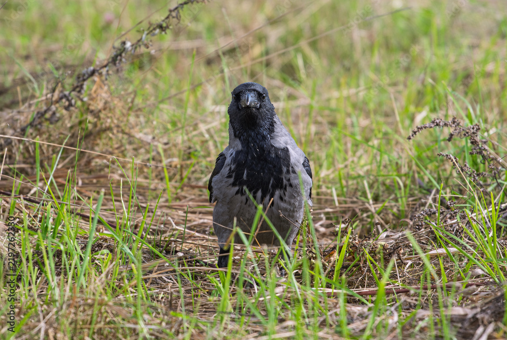 Obraz premium Hooded crow Corvus cornix stands on a green grass lawn with dry twigs in a city park. Close up front view of a grey and black wild bird looking at the camera, urban wildlife fauna, spring or summer. 