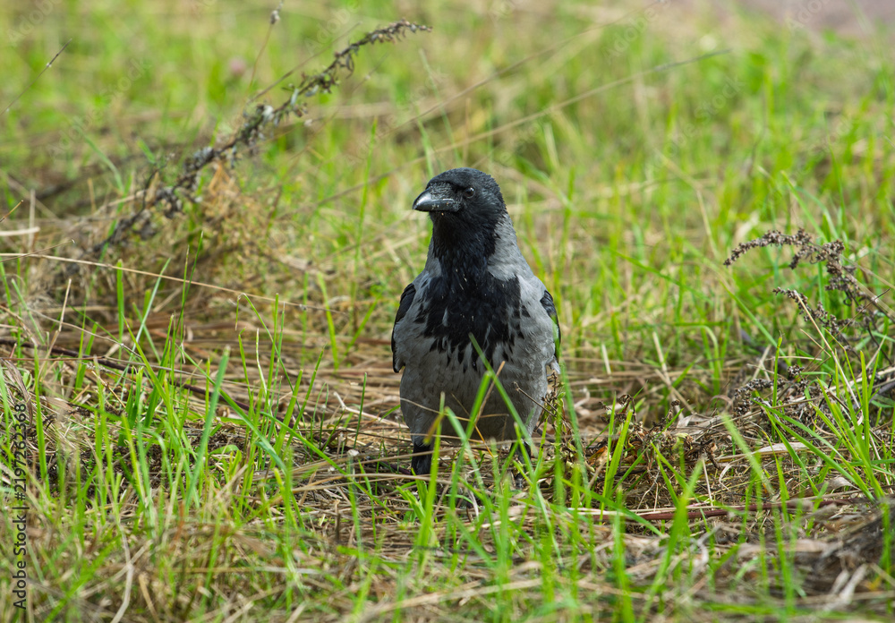 Obraz premium Hooded crow Corvus cornix stands on a green grass lawn with dry twigs in a city park. Close up front view of a grey and black wild bird looking at the camera, urban wildlife fauna, spring or summer. 