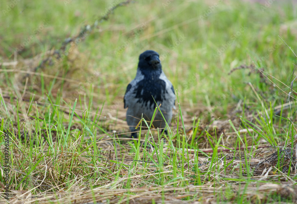 Obraz premium Hooded crow Corvus cornix stands on a green grass lawn with dry twigs in a city park. Close up front view of a grey and black wild bird looking at the camera, urban wildlife fauna, spring or summer. 