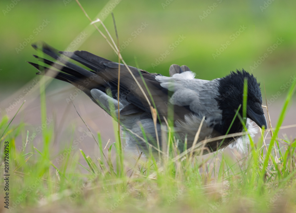 Obraz premium Hooded crow Corvus cornix stands on a green grass lawn with dry twigs in a city park. Close up front view of a grey and black wild bird looking at the camera, urban wildlife fauna, spring or summer. 