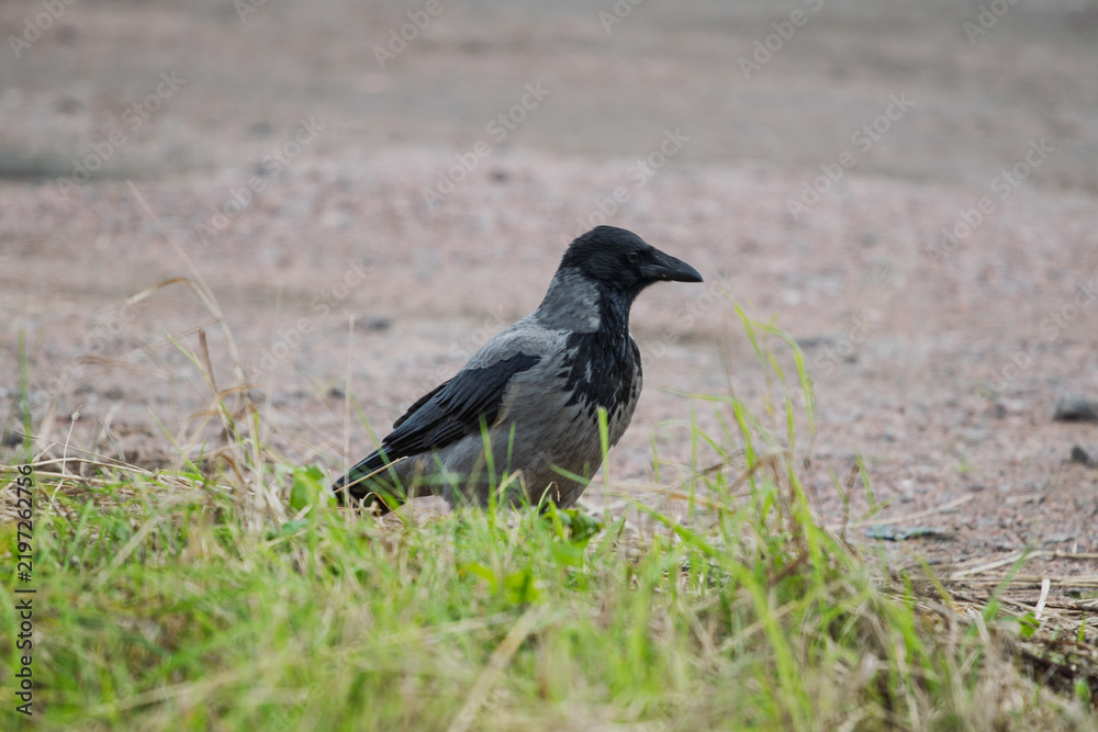 Obraz premium Hooded crow Corvus cornix stands on a green grass lawn with dry twigs in a city park. Close up front view of a grey and black wild bird looking at the camera, urban wildlife fauna, spring or summer. 
