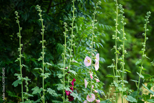 Fotografía Alcea rosea, commonly known as hollyhock, with tall upright flower spikes carrying delicate pale pink and deep burgundy blossoms among large lobed green leaves