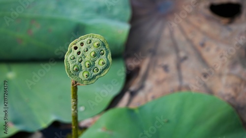 Obraz na plátně Close-up of a fresh green lotus seed pod in a pond with blurred large aquatic leaves in the background, showcasing the unique texture and pattern of aquatic plant life in nature