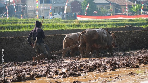 Fotografie A traditional Indonesian farmer wearing a hoodie diligently plowing a muddy rice field with two water buffaloes in a rural village background decorated with national flags during a sunny morning