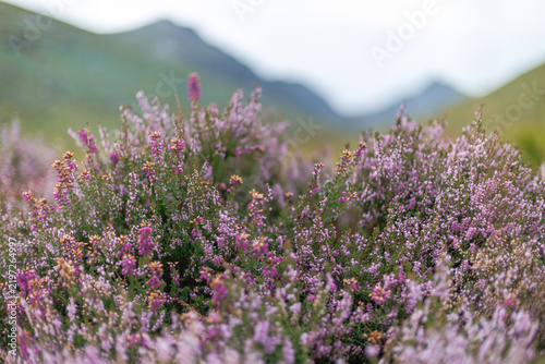 Photography Purple heather blooms fill the foreground in the Glen Rosa valley on Arran, Scot