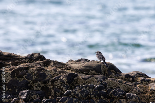 Photography Wagtail perches on wet, rugged rocks near the sea