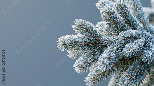 Frosted pine tree branch with snow-covered needles, representing winter season and holiday spirit.