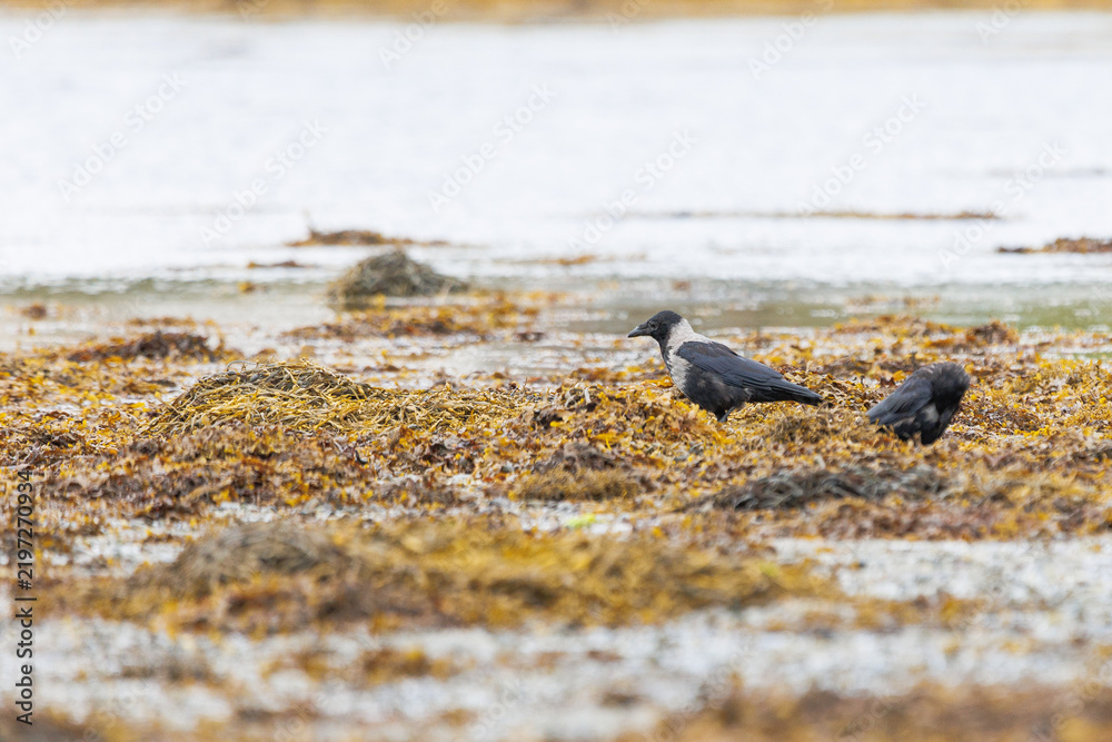 Obraz premium Two hooded crows forage on a muddy, seaweed-strewn shore