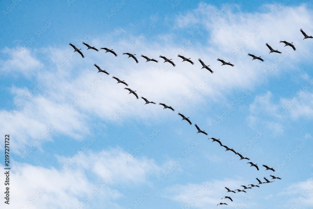 Obraz premium Large flock of cranes flies in V formation across blue sky with white clouds. Wild birds migrate in group through air during spring autumn. Nature scene shows many animals traveling together in sky