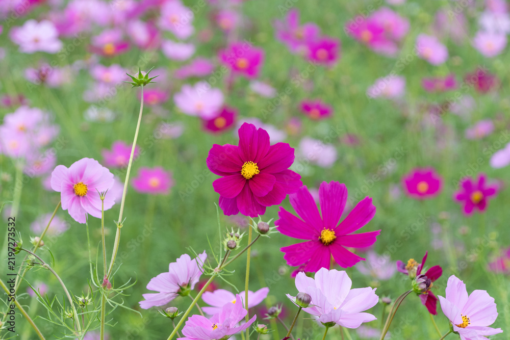 Obraz premium Colorful cosmos flowers blooming gracefully in soft autumn sunlight in field