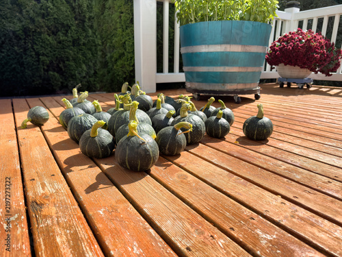Good size harvest of organic medium size Japanese Kabocha or pumpkin squash during late summer early autumn harvest season with home garden and deck patio in background