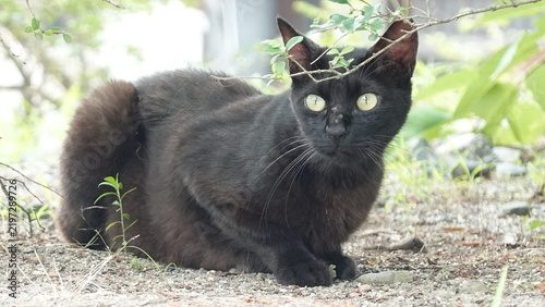 自然の中で足を止めてカメラを見つめる野良猫