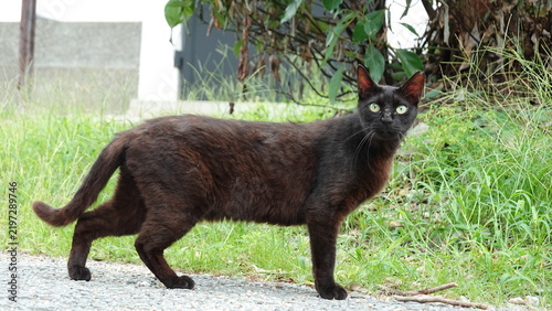 自然の中で足を止めてカメラを見つめる野良猫