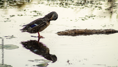 Fotografie Horizontal wildlife photo of duck reflected in calm pond water real life photogr