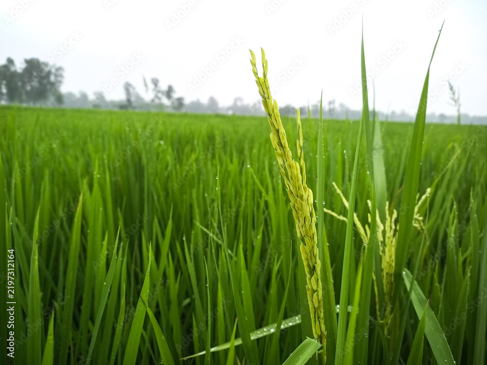 Fototapeta premium Close up of a single rice stalk with grains growing in a vast green paddy field, highlighting the agricultural beauty and the peaceful atmosphere of a rural farming landscape.