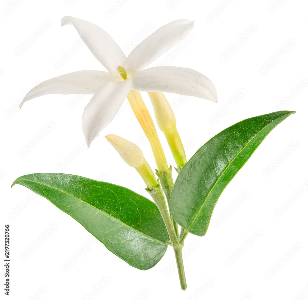 Obraz premium A fresh branch of white jasmine flowers blooming with vibrant green leaves, isolated on a white background. Natural perfume ingredient.