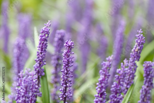 small round buds of the lily cluster, purple pearl-like buds, flower bed full of tall-growing flowers, Liriope muscari