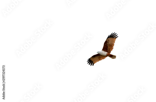 Brahminy Kite Soaring With Wings Fully Spread